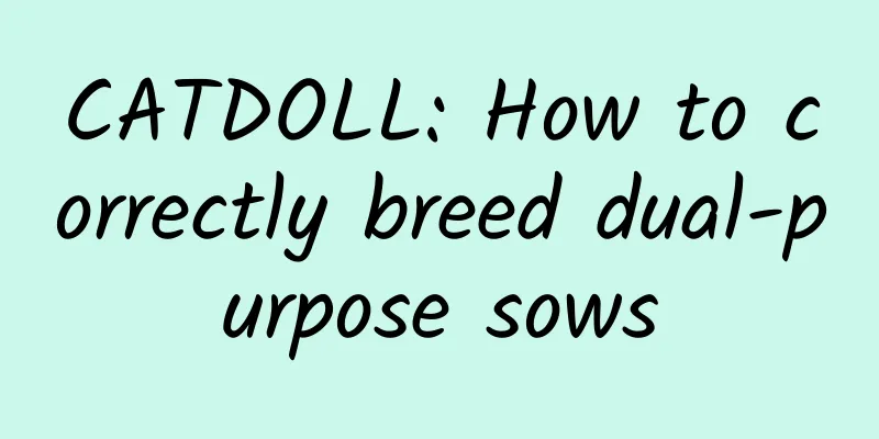 CATDOLL: How to correctly breed dual-purpose sows