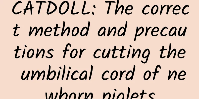 CATDOLL: The correct method and precautions for cutting the umbilical cord of newborn piglets