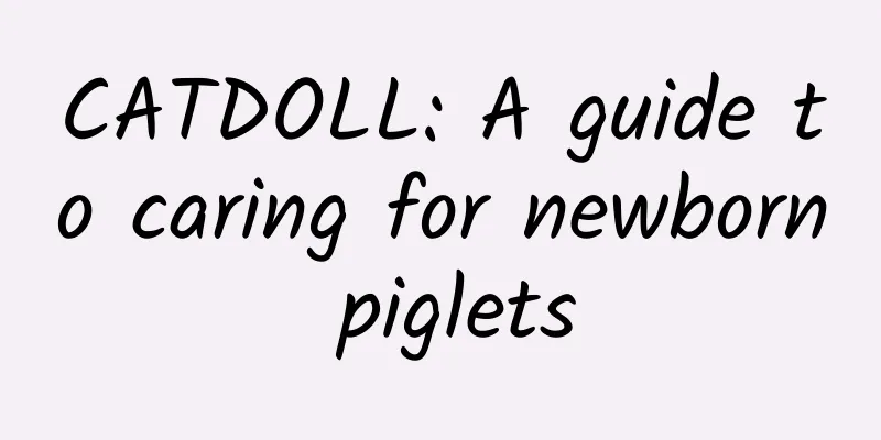 CATDOLL: A guide to caring for newborn piglets