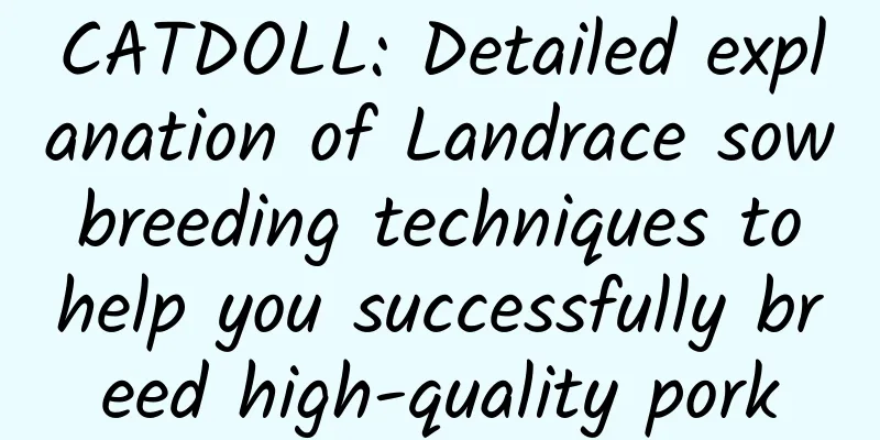 CATDOLL: Detailed explanation of Landrace sow breeding techniques to help you successfully breed high-quality pork