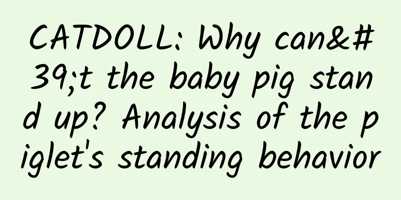 CATDOLL: Why can't the baby pig stand up? Analysis of the piglet's standing behavior