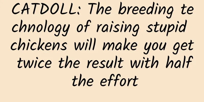 CATDOLL: The breeding technology of raising stupid chickens will make you get twice the result with half the effort