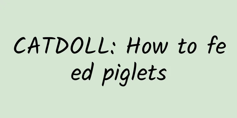 CATDOLL: How to feed piglets