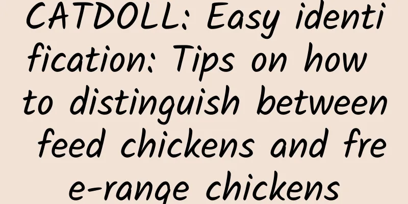 CATDOLL: Easy identification: Tips on how to distinguish between feed chickens and free-range chickens