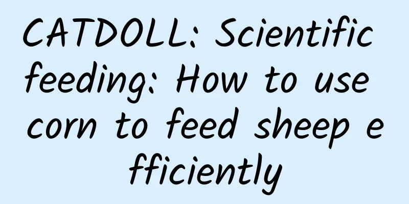 CATDOLL: Scientific feeding: How to use corn to feed sheep efficiently