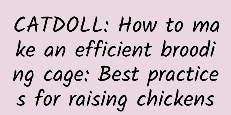 CATDOLL: How to make an efficient brooding cage: Best practices for raising chickens