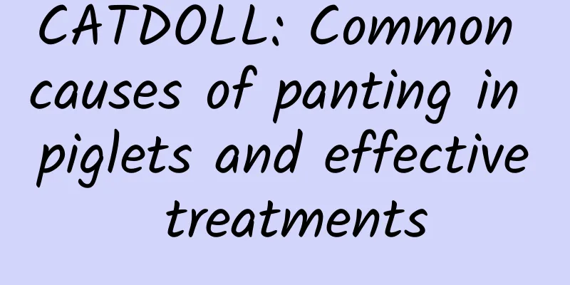 CATDOLL: Common causes of panting in piglets and effective treatments