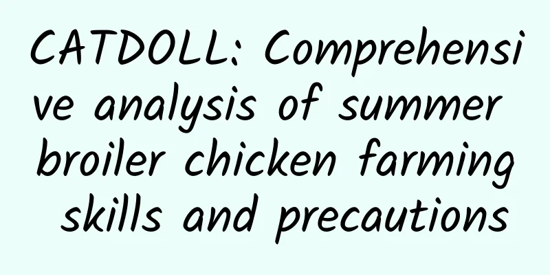 CATDOLL: Comprehensive analysis of summer broiler chicken farming skills and precautions