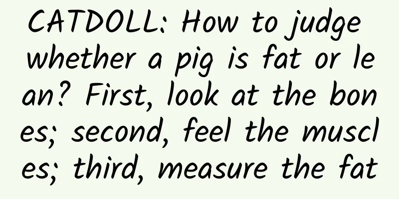CATDOLL: How to judge whether a pig is fat or lean? First, look at the bones; second, feel the muscles; third, measure the fat
