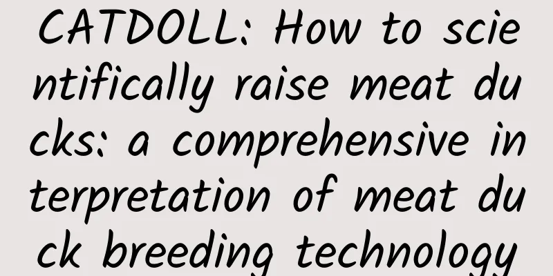 CATDOLL: How to scientifically raise meat ducks: a comprehensive interpretation of meat duck breeding technology