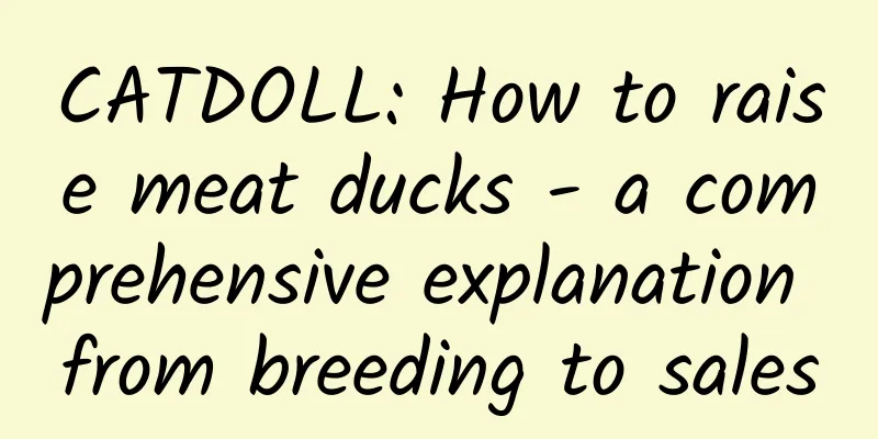 CATDOLL: How to raise meat ducks - a comprehensive explanation from breeding to sales