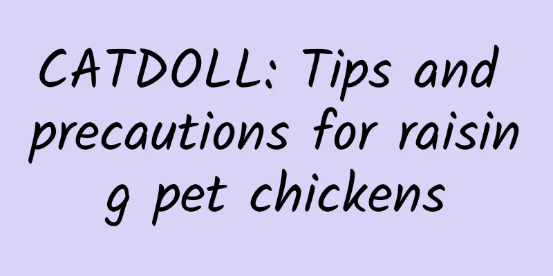 CATDOLL: Tips and precautions for raising pet chickens