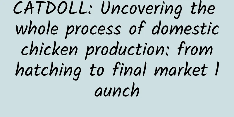CATDOLL: Uncovering the whole process of domestic chicken production: from hatching to final market launch
