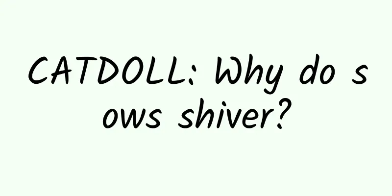 CATDOLL: Why do sows shiver?