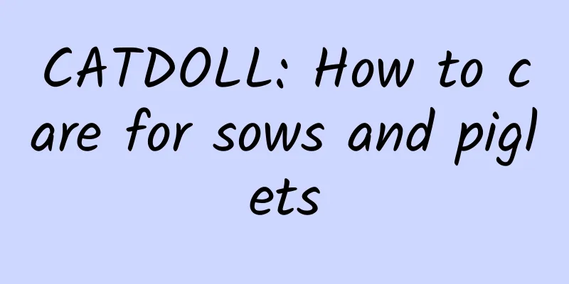 CATDOLL: How to care for sows and piglets