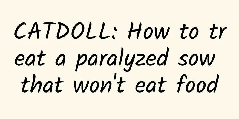 CATDOLL: How to treat a paralyzed sow that won't eat food