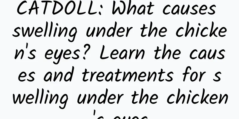 CATDOLL: What causes swelling under the chicken's eyes? Learn the causes and treatments for swelling under the chicken's eyes