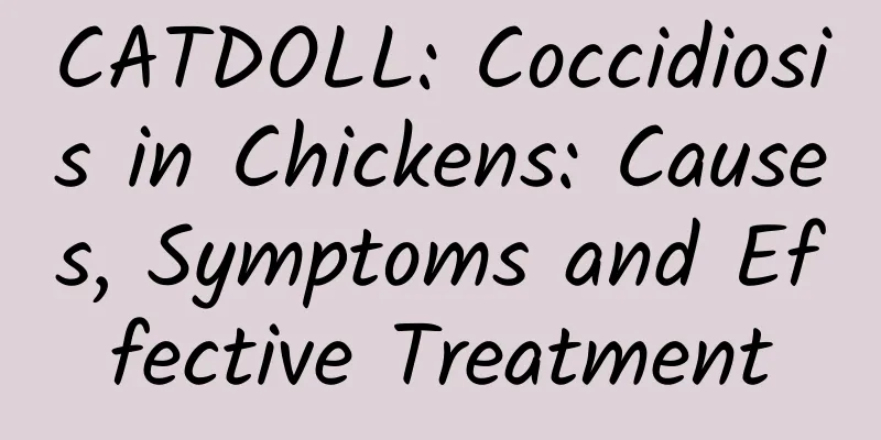 CATDOLL: Coccidiosis in Chickens: Causes, Symptoms and Effective Treatment