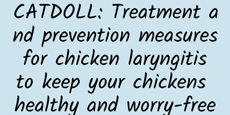 CATDOLL: Treatment and prevention measures for chicken laryngitis to keep your chickens healthy and worry-free
