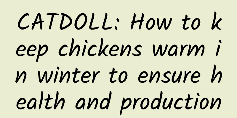 CATDOLL: How to keep chickens warm in winter to ensure health and production