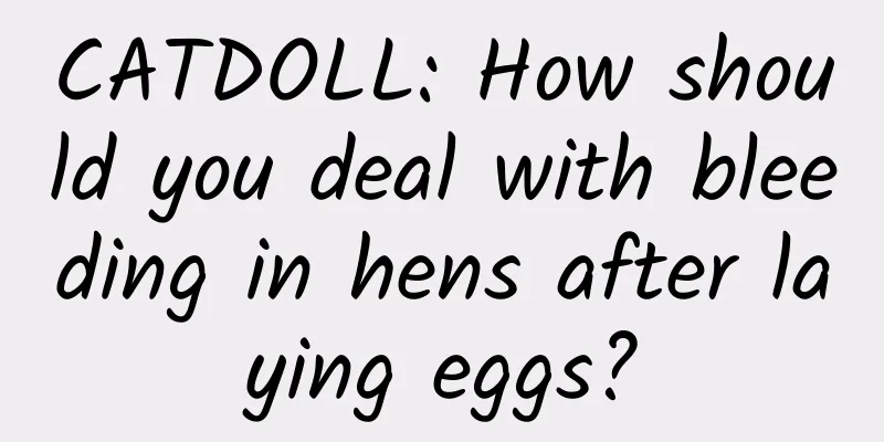 CATDOLL: How should you deal with bleeding in hens after laying eggs?