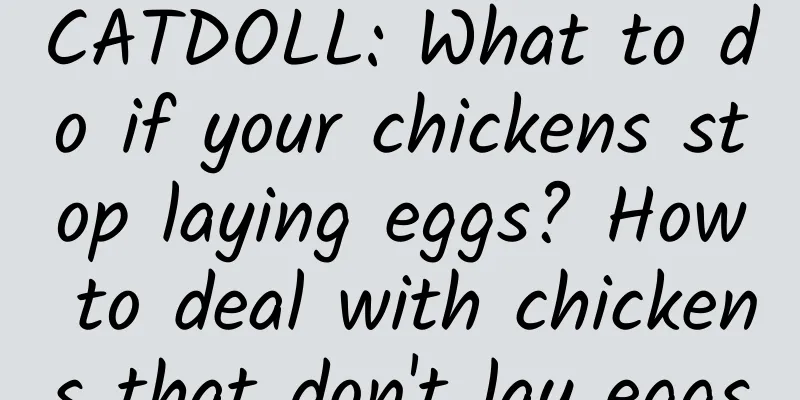 CATDOLL: What to do if your chickens stop laying eggs? How to deal with chickens that don't lay eggs