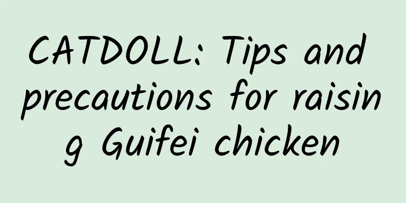 CATDOLL: Tips and precautions for raising Guifei chicken