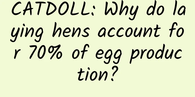 CATDOLL: Why do laying hens account for 70% of egg production?