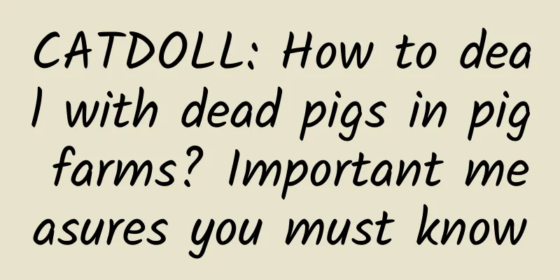 CATDOLL: How to deal with dead pigs in pig farms? Important measures you must know