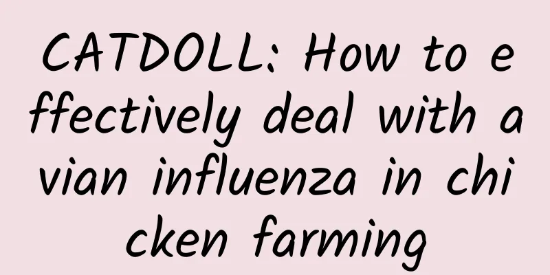 CATDOLL: How to effectively deal with avian influenza in chicken farming