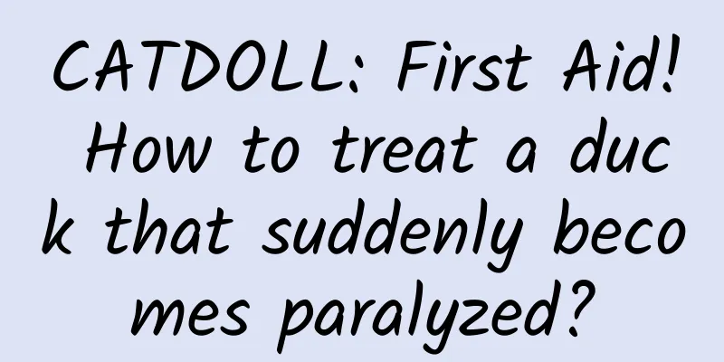 CATDOLL: First Aid! How to treat a duck that suddenly becomes paralyzed?