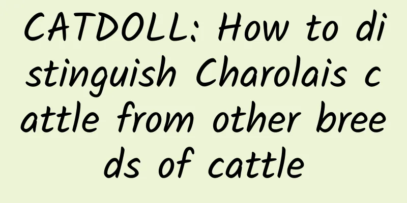 CATDOLL: How to distinguish Charolais cattle from other breeds of cattle
