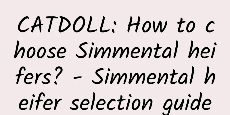 CATDOLL: How to choose Simmental heifers? - Simmental heifer selection guide