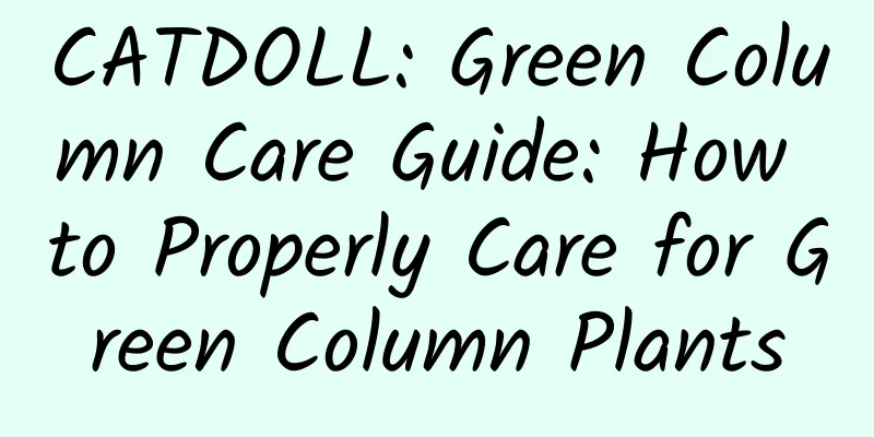 CATDOLL: Green Column Care Guide: How to Properly Care for Green Column Plants
