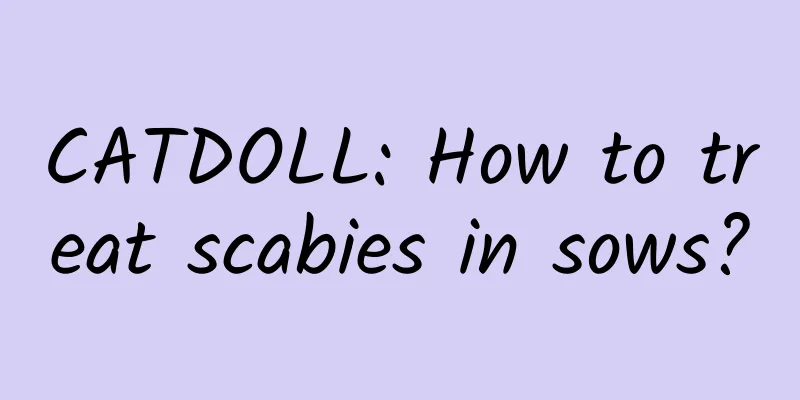 CATDOLL: How to treat scabies in sows?