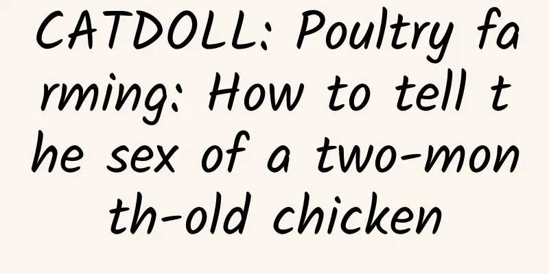 CATDOLL: Poultry farming: How to tell the sex of a two-month-old chicken