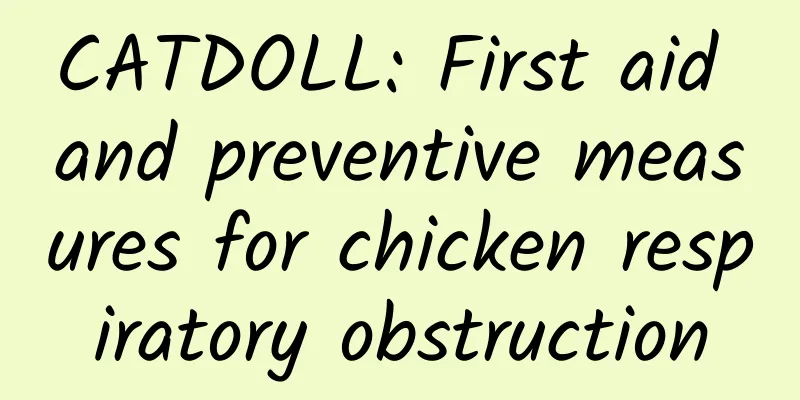 CATDOLL: First aid and preventive measures for chicken respiratory obstruction