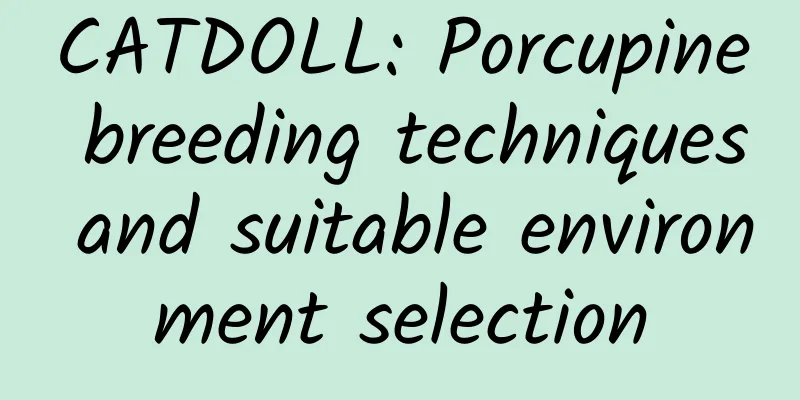 CATDOLL: Porcupine breeding techniques and suitable environment selection