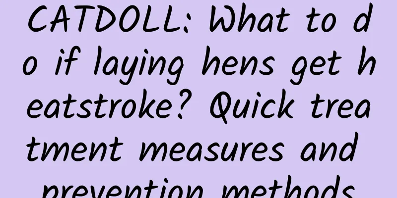 CATDOLL: What to do if laying hens get heatstroke? Quick treatment measures and prevention methods