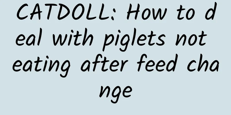 CATDOLL: How to deal with piglets not eating after feed change