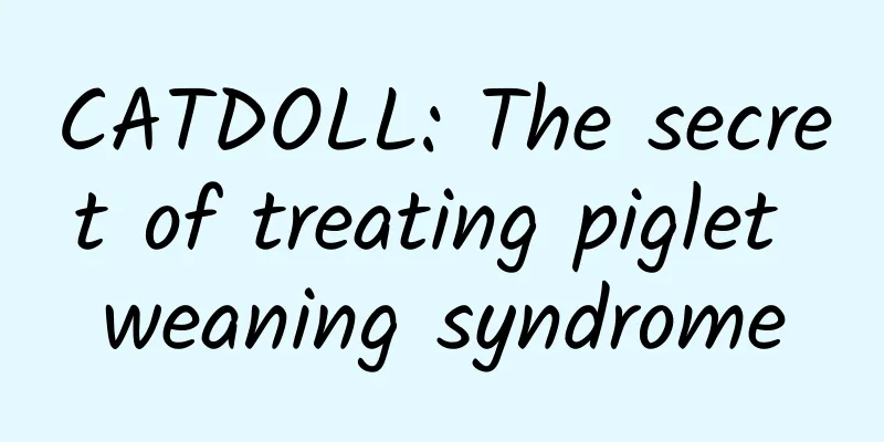 CATDOLL: The secret of treating piglet weaning syndrome