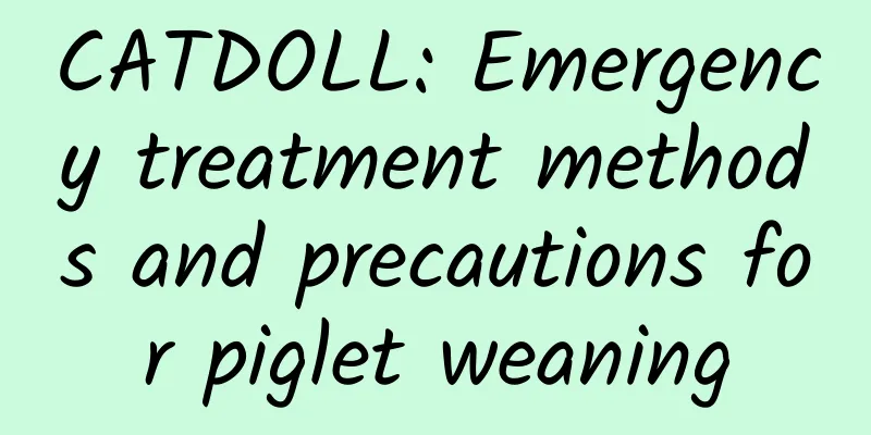 CATDOLL: Emergency treatment methods and precautions for piglet weaning