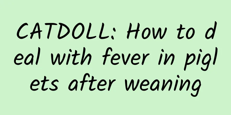 CATDOLL: How to deal with fever in piglets after weaning