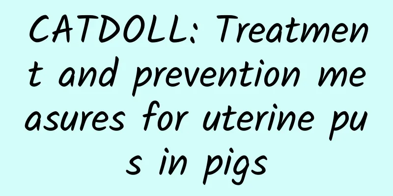CATDOLL: Treatment and prevention measures for uterine pus in pigs