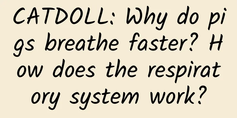 CATDOLL: Why do pigs breathe faster? How does the respiratory system work?
