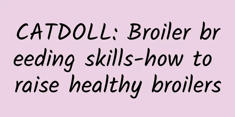 CATDOLL: Broiler breeding skills-how to raise healthy broilers