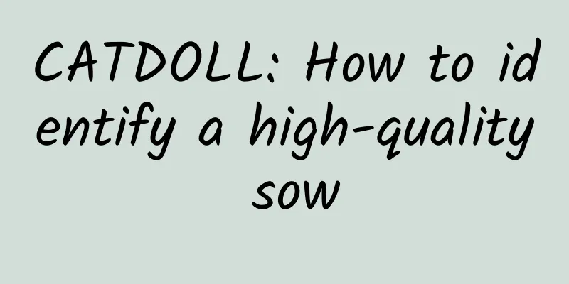 CATDOLL: How to identify a high-quality sow