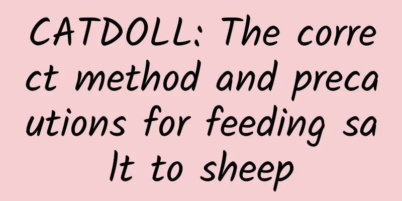 CATDOLL: The correct method and precautions for feeding salt to sheep