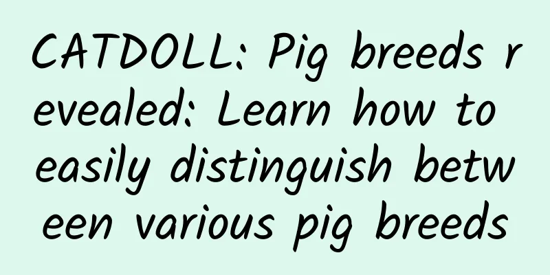 CATDOLL: Pig breeds revealed: Learn how to easily distinguish between various pig breeds