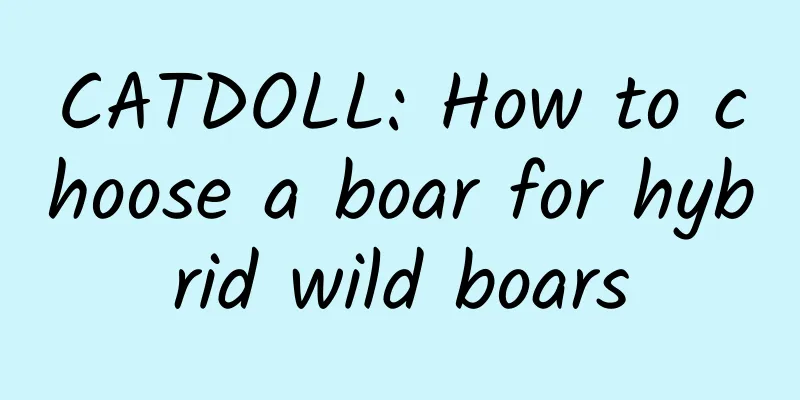 CATDOLL: How to choose a boar for hybrid wild boars